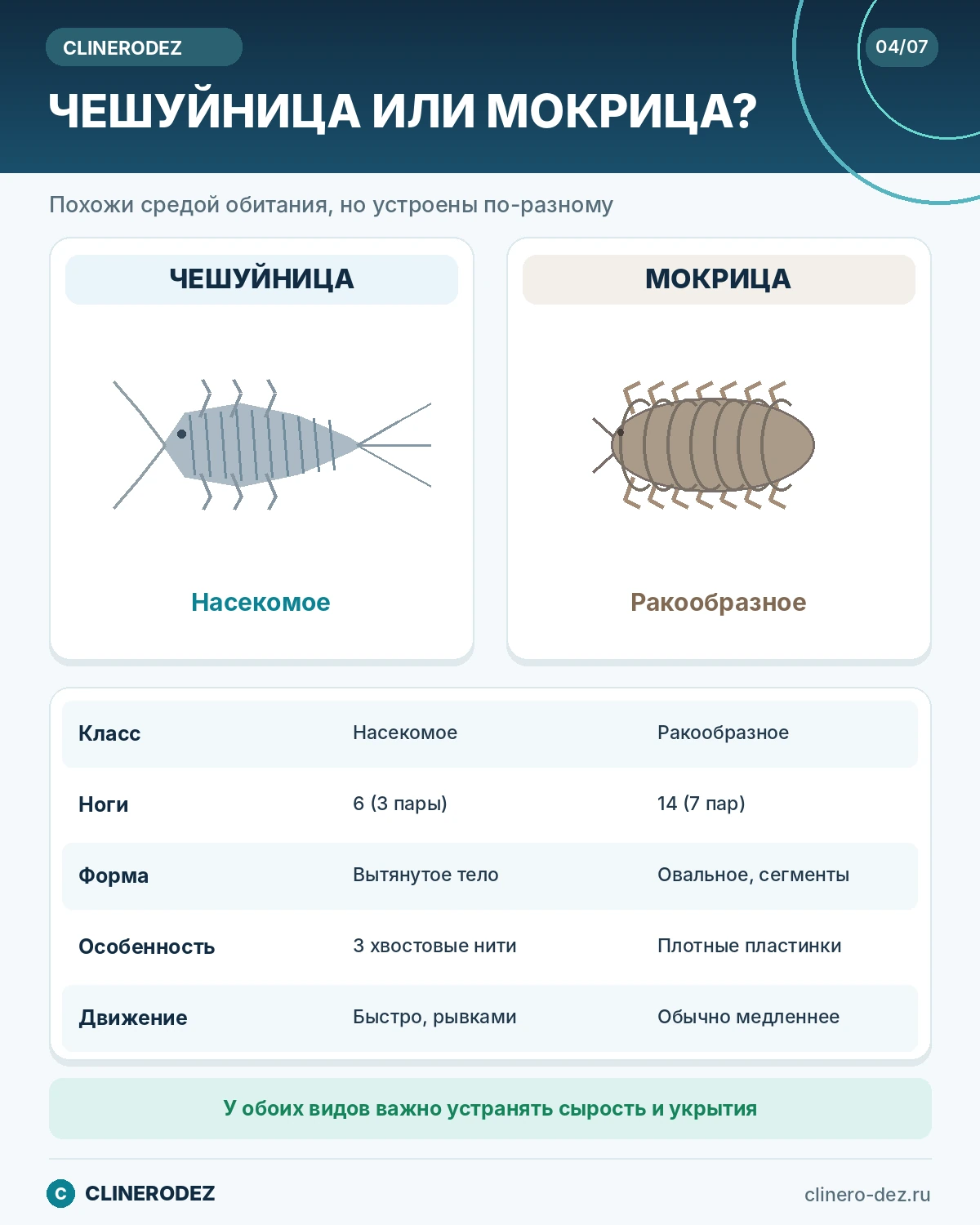 Чешуйница или мокрица: как отличить