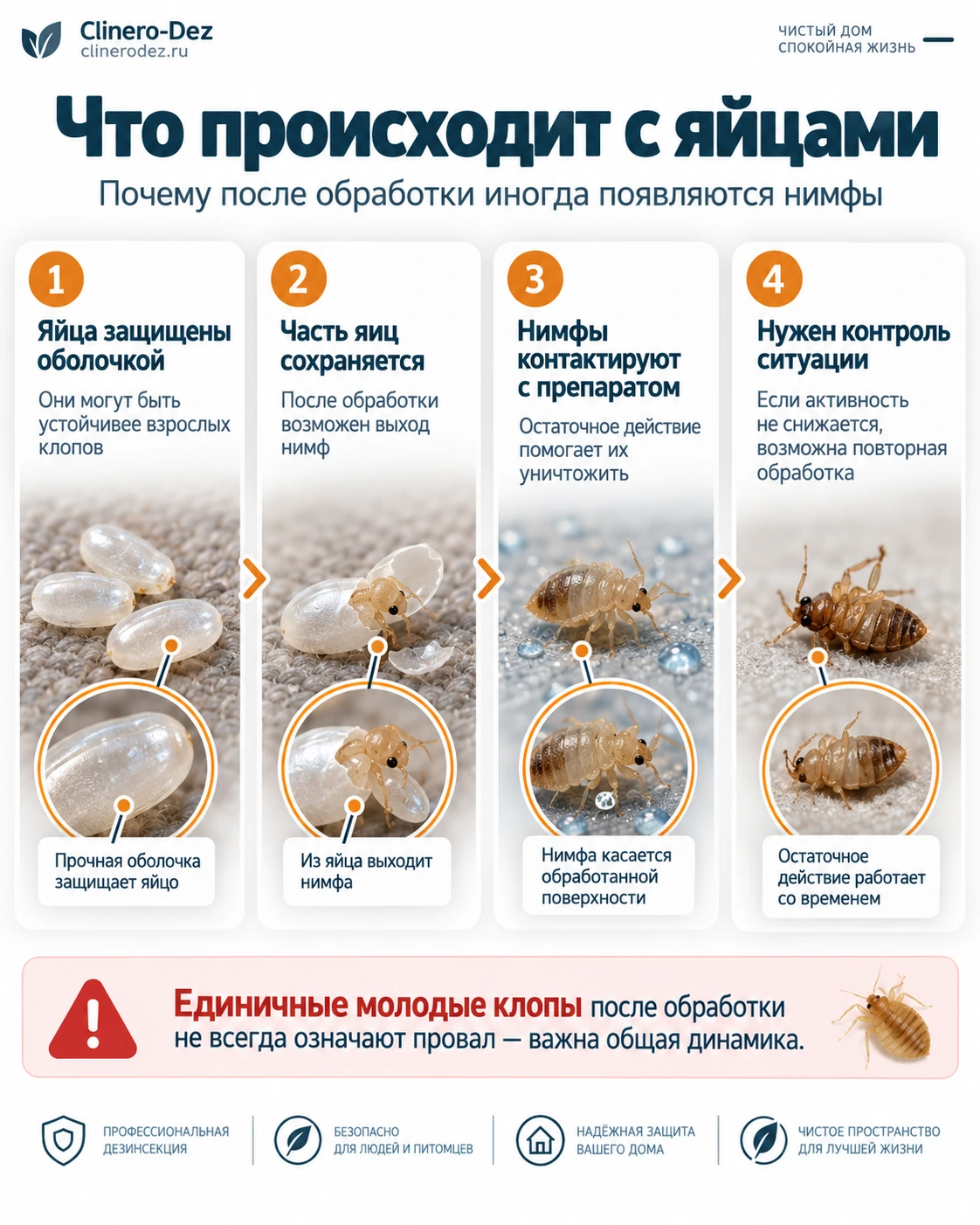Что происходит с яйцами клопов после обработки