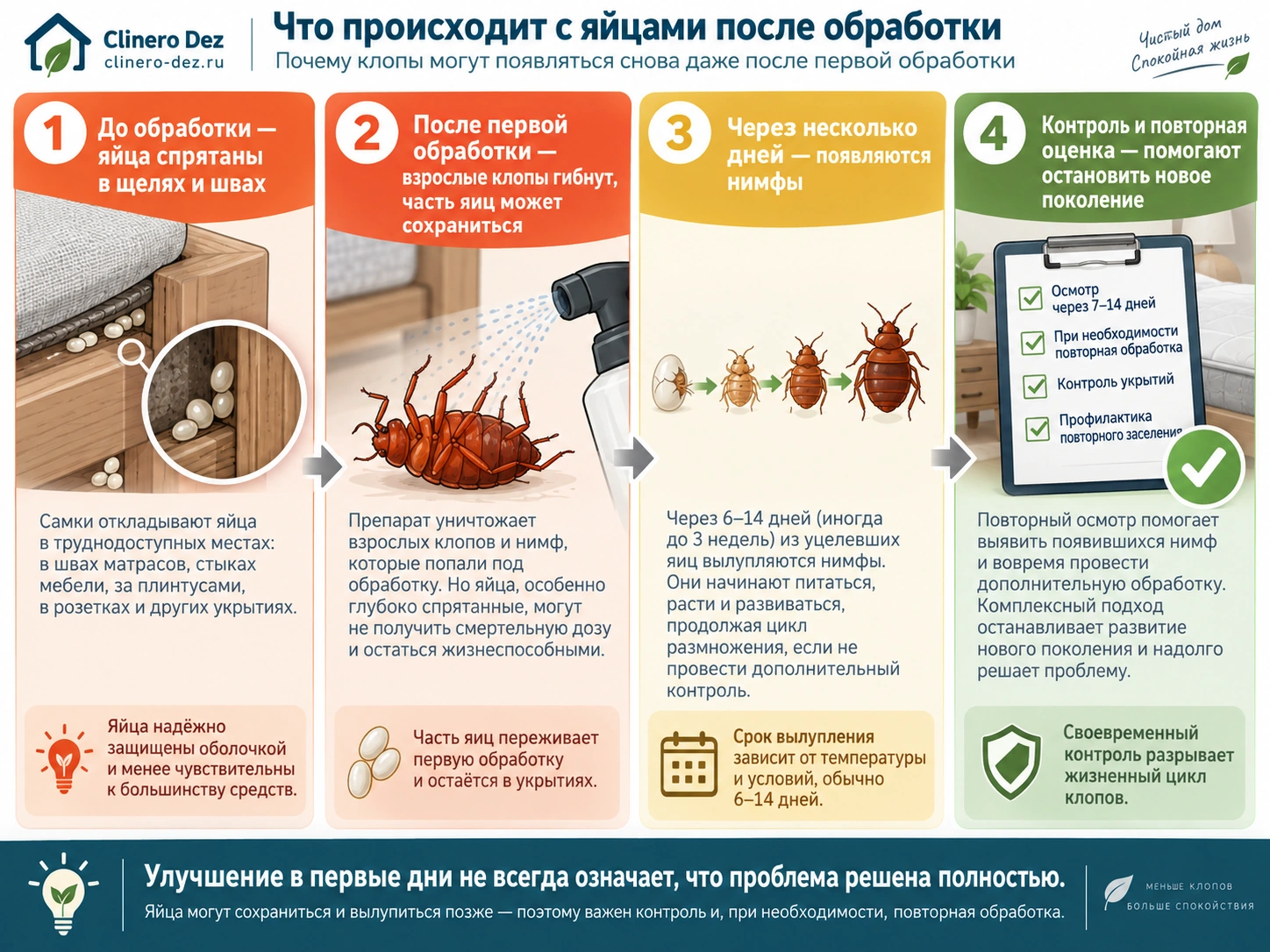 Инфографика о яйцах клопов после обработки