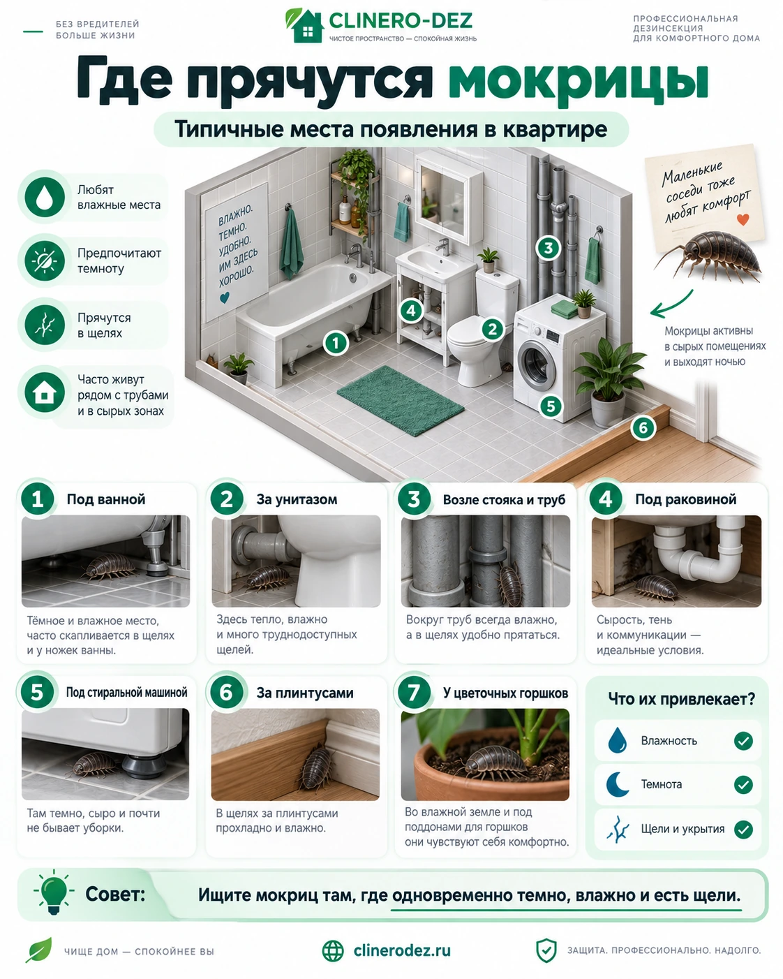 Типичные места, где прячутся мокрицы в квартире