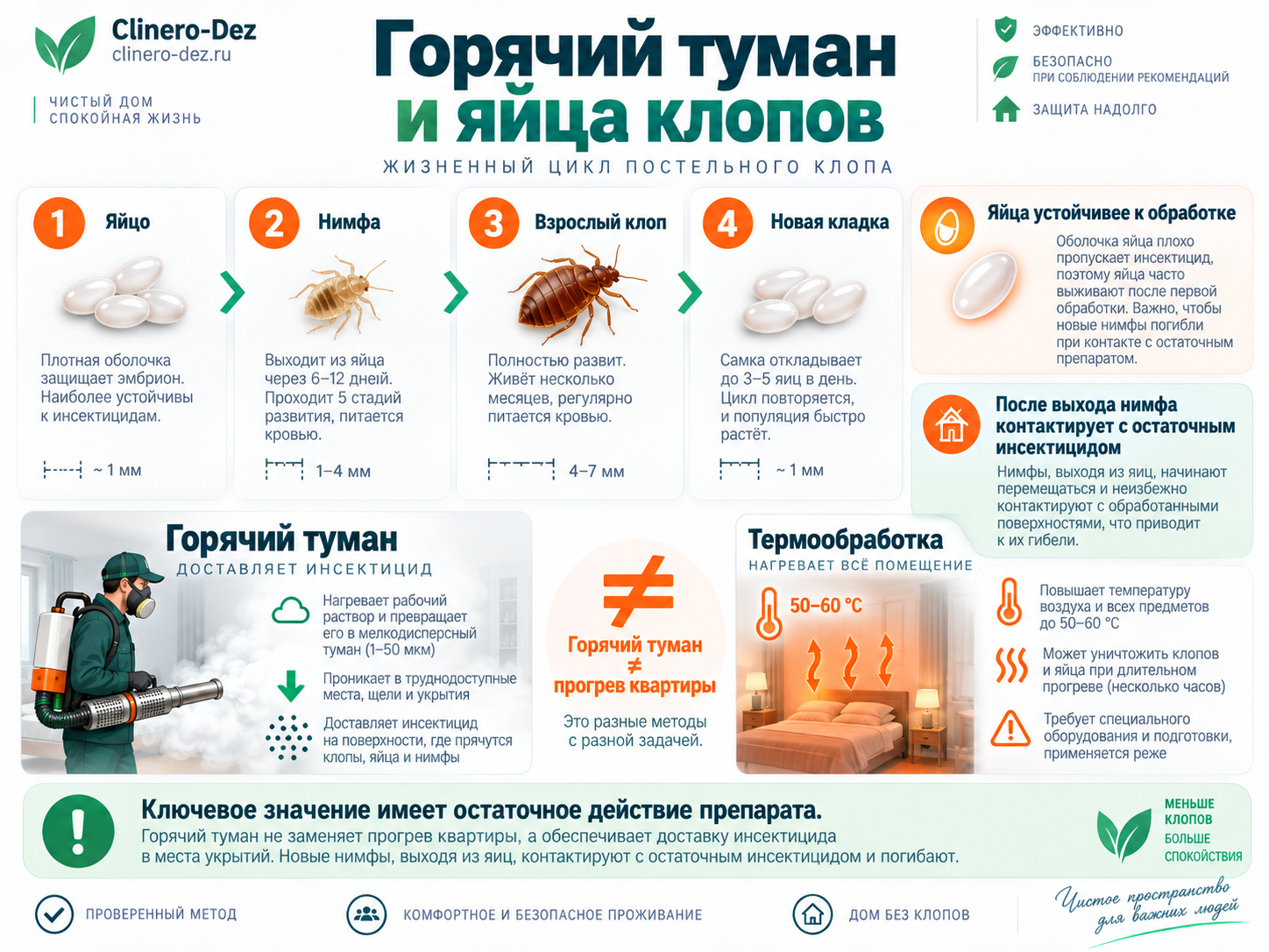 Инфографика о горячем тумане и жизненном цикле постельных клопов