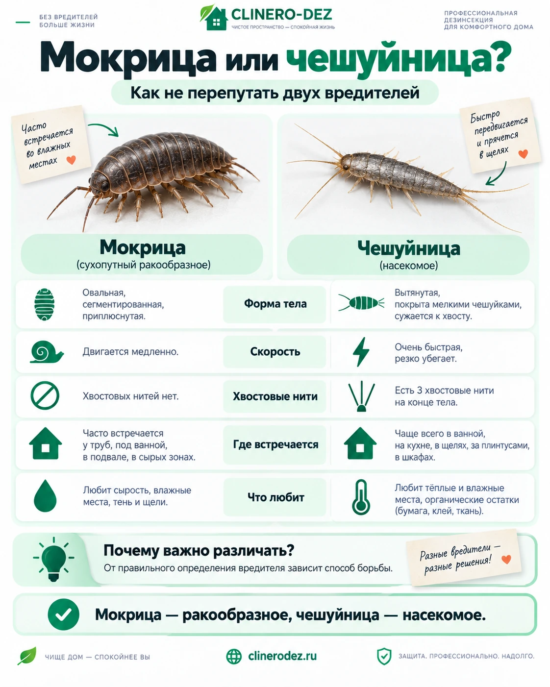 Сравнение мокрицы и чешуйницы