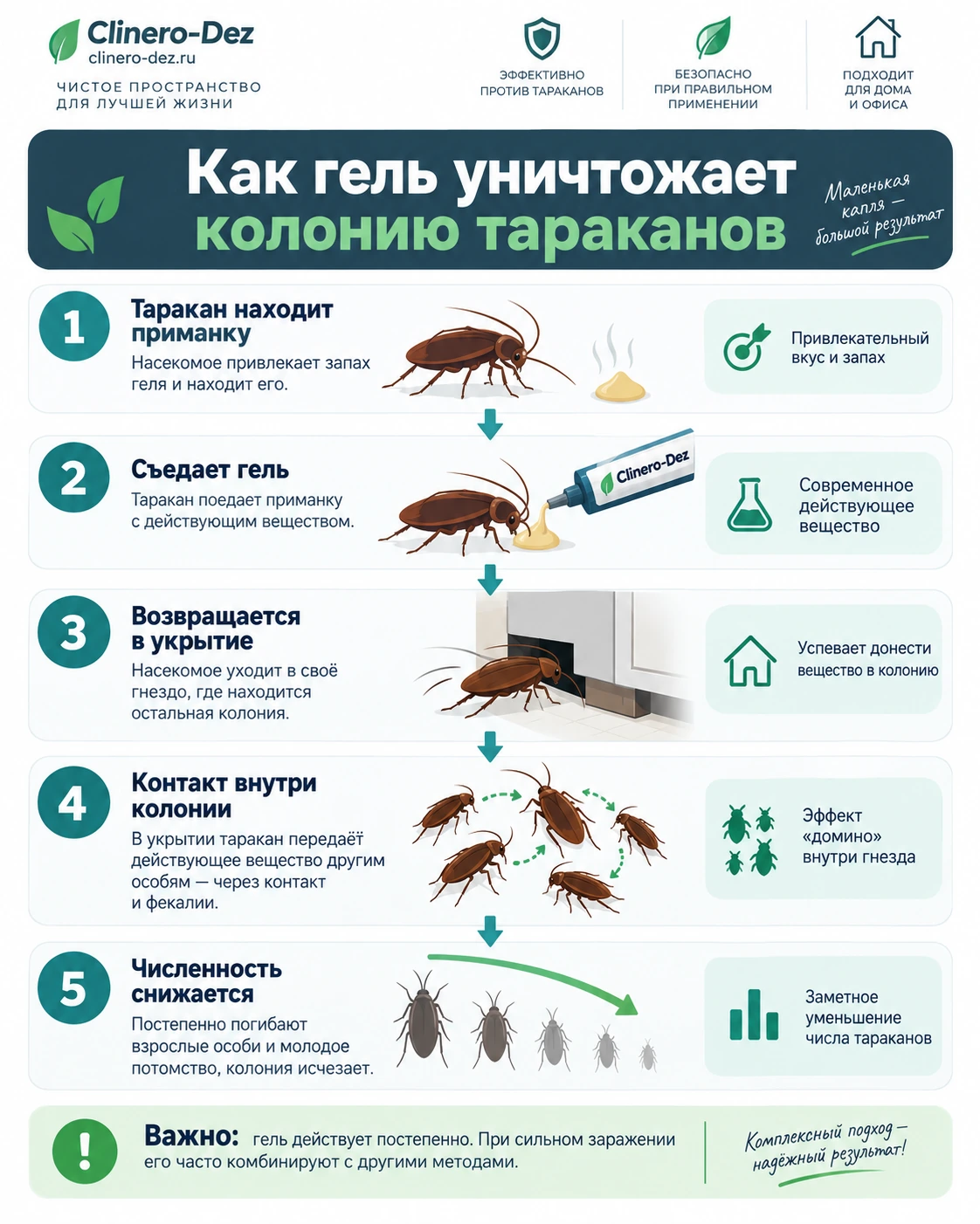 Инфографика о том, как гель уничтожает колонию тараканов