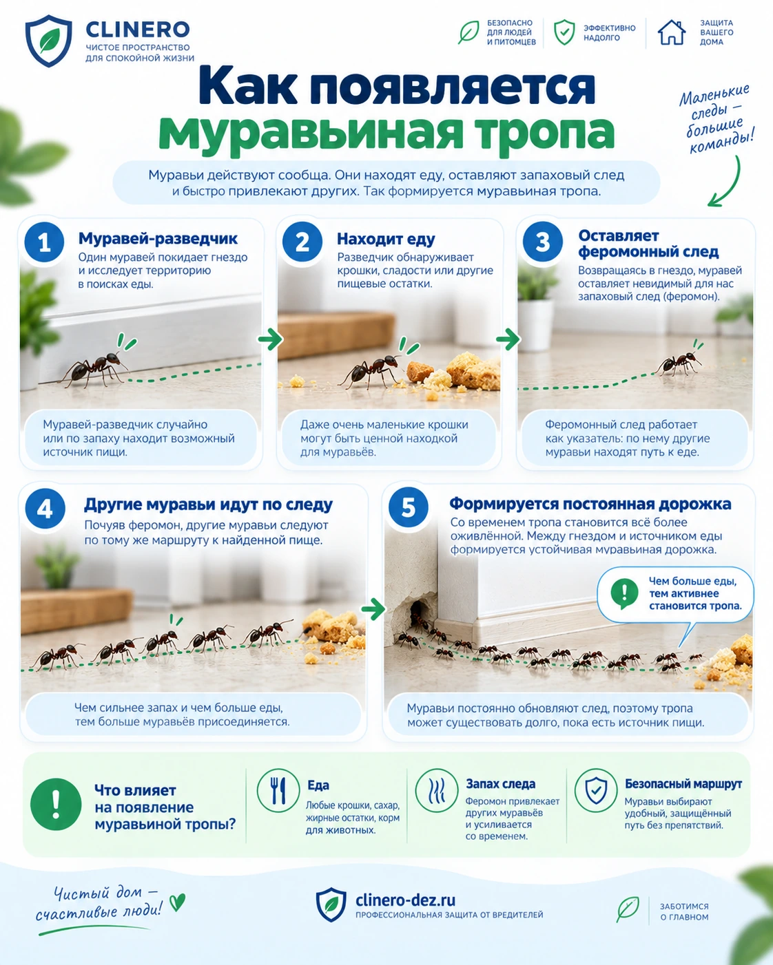 Как образуется муравьиная тропа