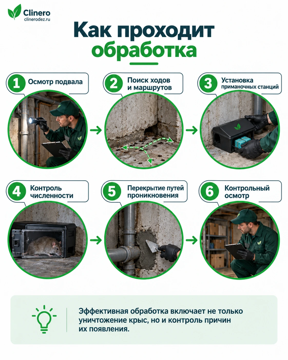 Этапы профессиональной обработки подвала от крыс