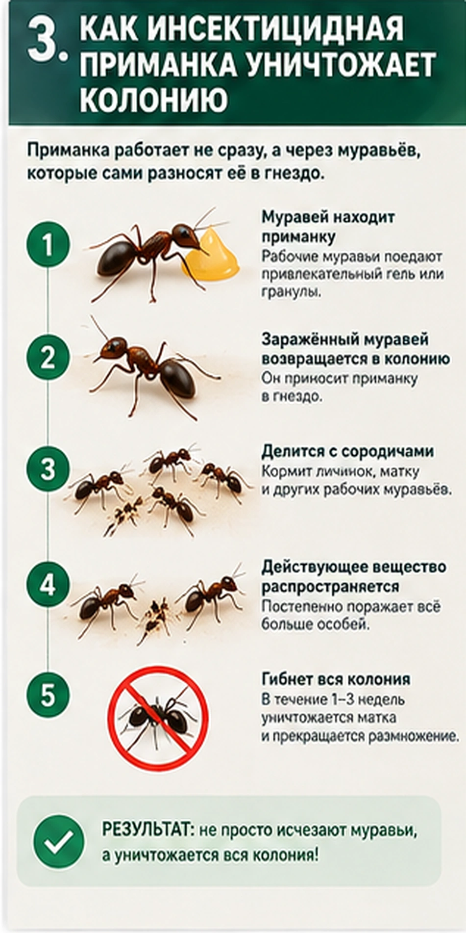 Как инсектицидная приманка уничтожает колонию муравьев