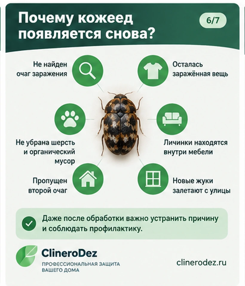 Почему кожеед появляется снова