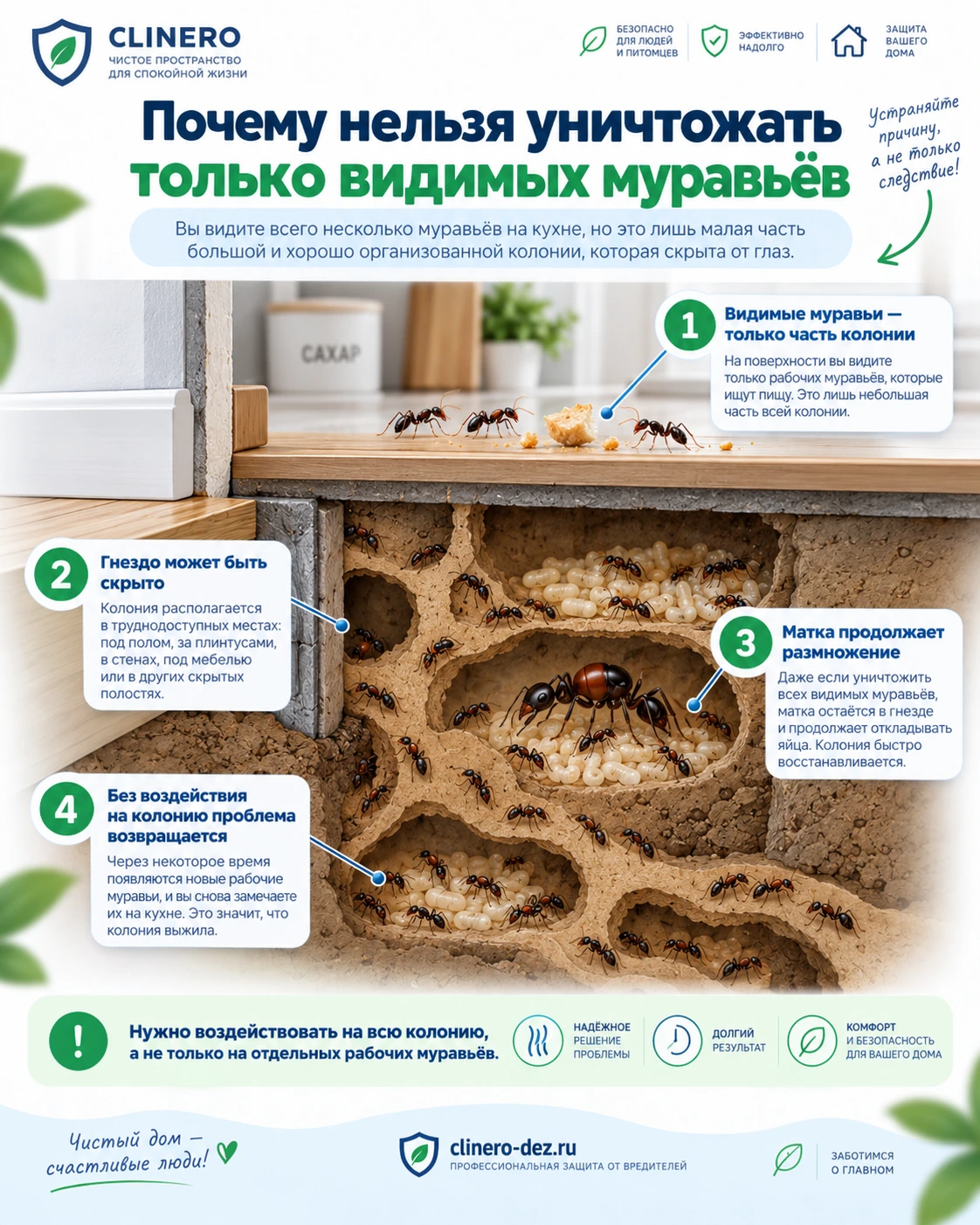 Почему нельзя уничтожать только видимых домашних муравьев