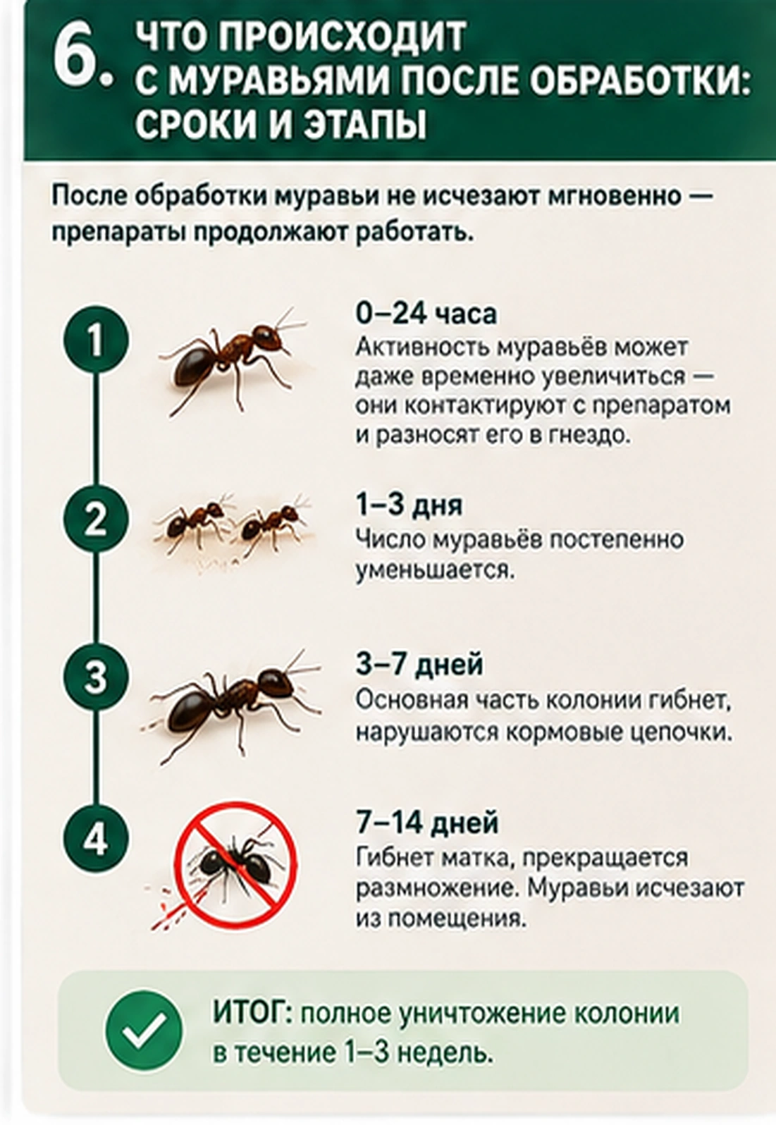 Сроки действия профессиональной обработки от муравьев