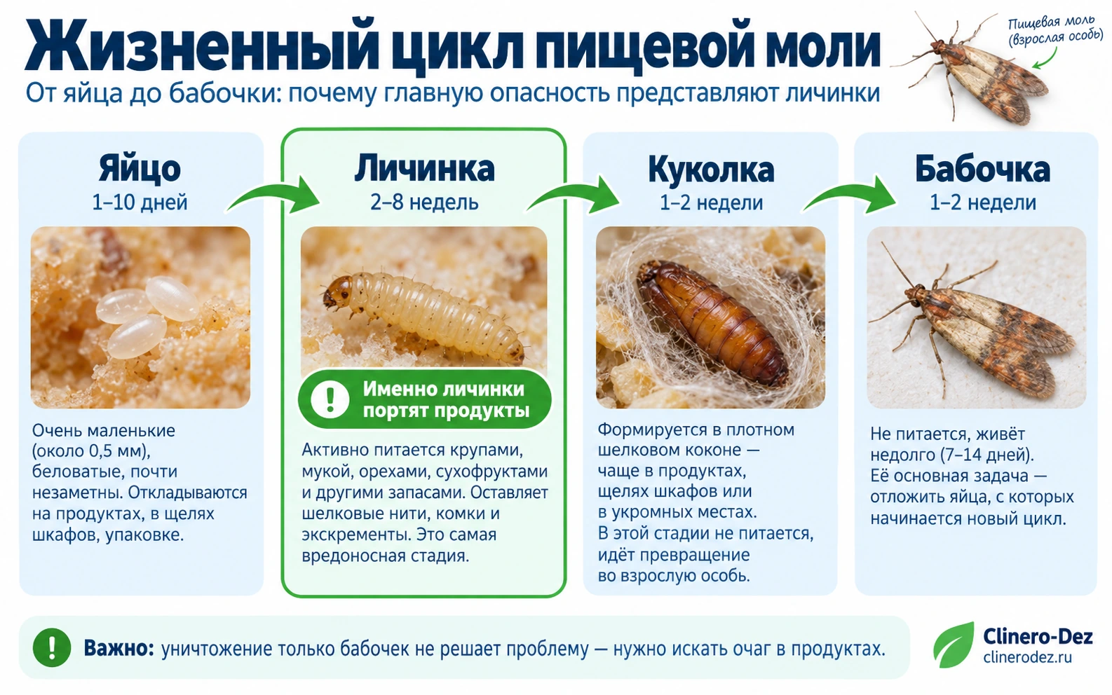 Жизненный цикл пищевой моли