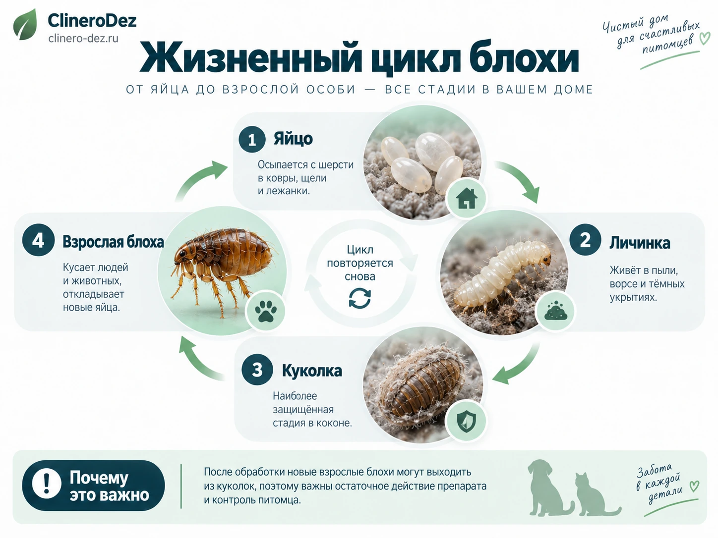 Инфографика о жизненном цикле блохи